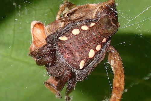 Réf. 316 010 : Cyrtophora exanthematica